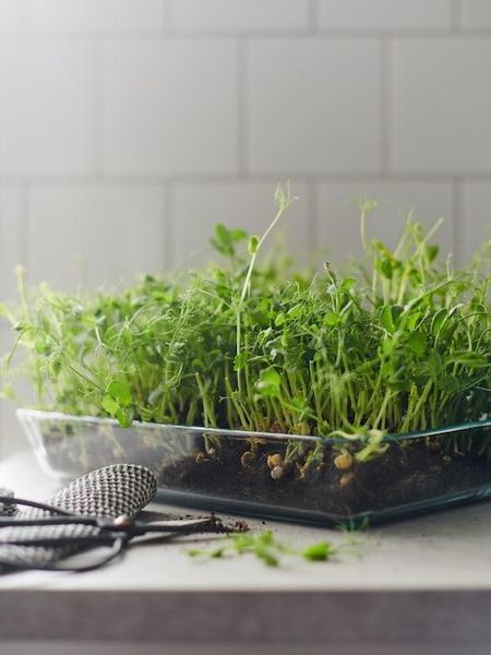 Форма для запікання IKEA MIXTUR (ІКЕА МІКСТУР). 80058761. Скляна 800.587.61 ➜ Пакуємо МИ📦 фото