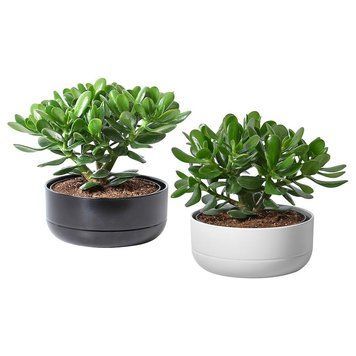 Растение в горшке IKEA CRASSULA OVATA Диаметр - 22 см 104.853.70 104.853.70 ➜ Пакуємо МИ📦 фото