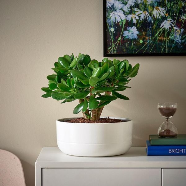 Растение в горшке IKEA CRASSULA OVATA Диаметр - 22 см 104.853.70 104.853.70 ➜ Пакуємо МИ📦 фото