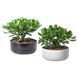 Растение в горшке IKEA CRASSULA OVATA Диаметр - 22 см 104.853.70 104.853.70 ➜ Пакуємо МИ📦 фото 1