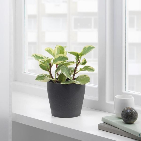 Горщик для квітів IKEA PERSILLADE Діаметр - 12 см Керамічний 003.157.26 003.157.26 ➜ Пакуємо МИ📦 фото