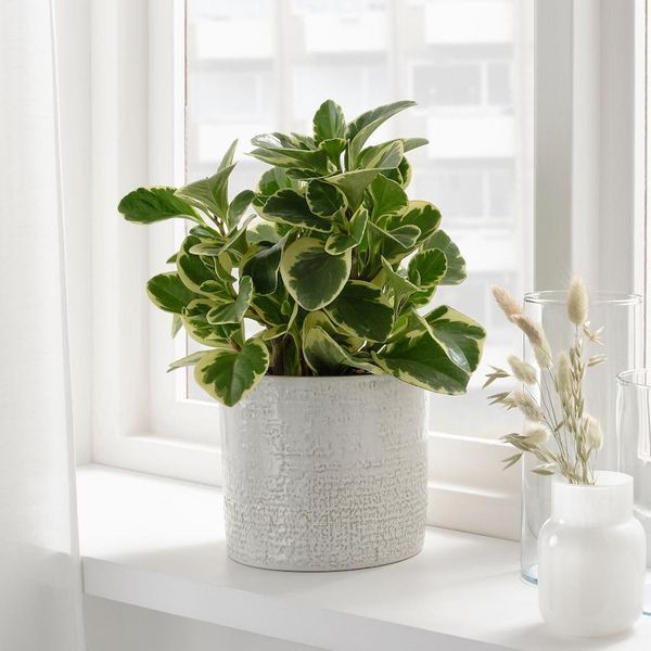 Горшок для цветов IKEA CHIAFR&Ouml;N Диаметр - 15 см Керамический 604.757.93 604.757.93 ➜ Пакуємо МИ📦 фото