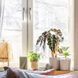 Горшок для цветов IKEA CHIAFR&Ouml;N Диаметр - 15 см Керамический 604.757.93 604.757.93 ➜ Пакуємо МИ📦 фото 5