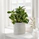 Горшок для цветов IKEA CHIAFR&Ouml;N Диаметр - 15 см Керамический 604.757.93 604.757.93 ➜ Пакуємо МИ📦 фото 2