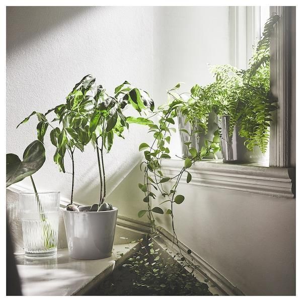 Ваза IKEA SM&Auml;LLSPIREA Висота - 17 см. Скляна 905.421.78 905.421.78 ➜ Пакуємо МИ📦 фото