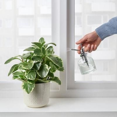 Обприскувач для рослин IKEA SESAMFRON (ІКЕА СЕСАМФРЕН). 20488189. Скляний 204.881.89 ➜ Пакуємо МИ📦 фото