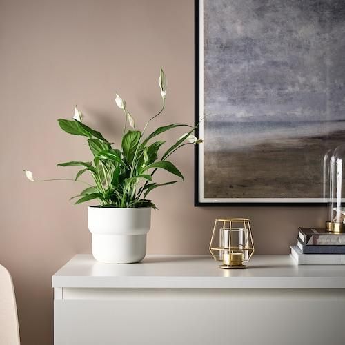 Подсвечник IKEA P&Auml;RLBAND 503.485.45 Золотистый 503.485.45 ➜ Пакуємо МИ📦 фото