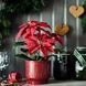 Штучна рослина в горщику IKEA VINTERFINT Висота: 36 см Пуансетія червона 206.065.74 206.065.74 ➜ Пакуємо МИ📦 фото 2