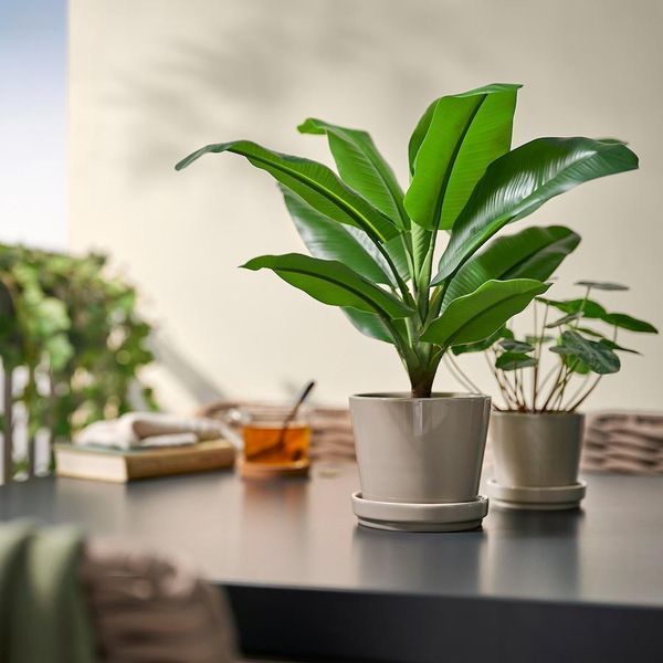 Штучна рослина IKEA FEJKA Діаметр - 12 см Бананове дерево 106.008.60 106.008.60 ➜ Пакуємо МИ📦 фото